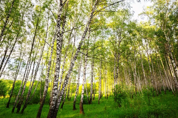 Summer in sunny birch forest — Stock Photo, Image