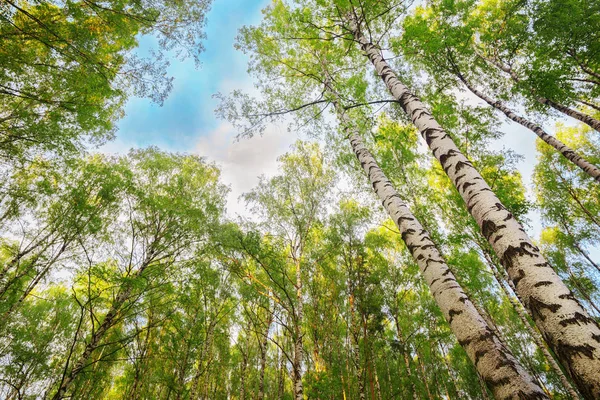 Verão na ensolarada floresta de bétula — Fotografia de Stock