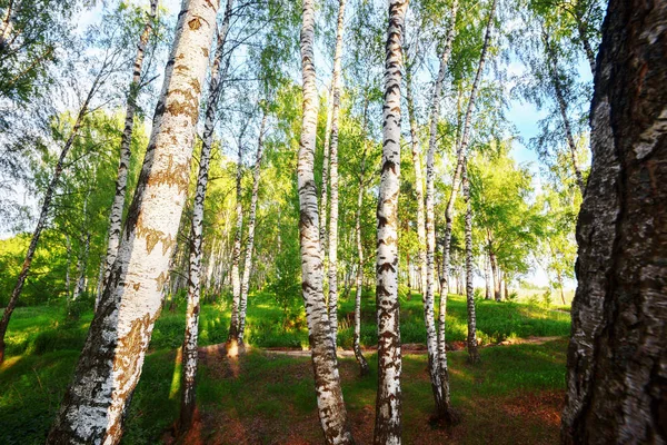 Summer in sunny birch forest Stock Photo