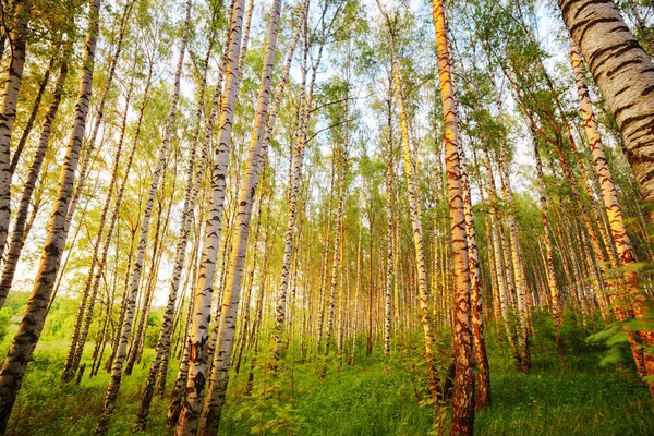 Estate nella soleggiata foresta di betulle — Foto Stock