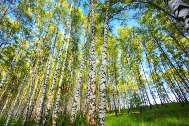 Yaz aylarında güneşli huş ağacı orman