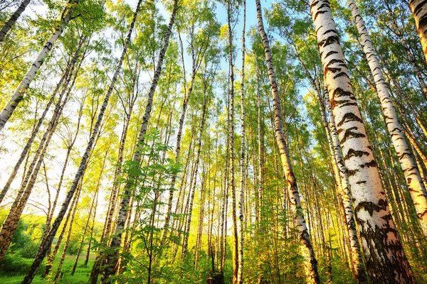 Estate nella soleggiata foresta di betulle — Foto Stock