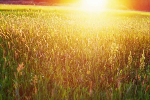 Sonnenaufgang auf dem Feld — Stockfoto