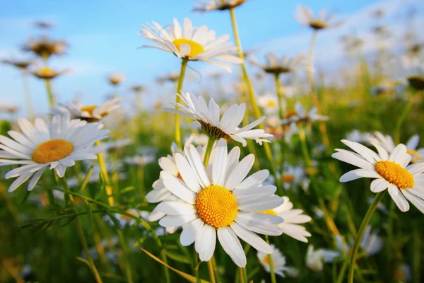 Margaridas em um prado — Fotografia de Stock