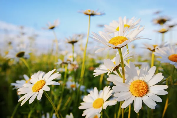 Margaridas em um prado — Fotografia de Stock