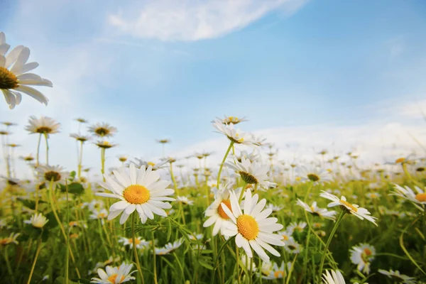 Margaritas en un prado — Foto de Stock