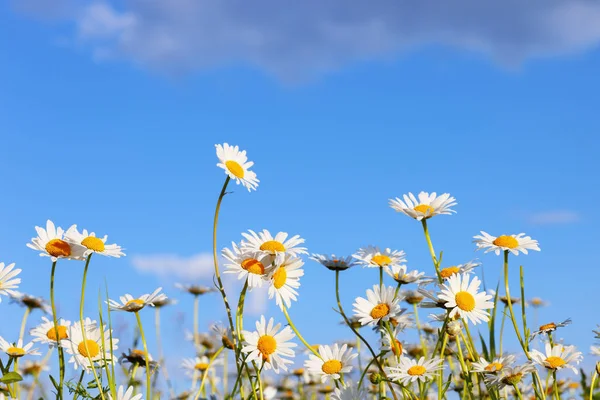 Daisies in a meadow — Stock Photo, Image