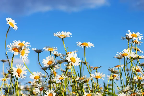 Daisies in a meadow — Stock Photo, Image