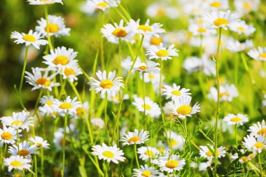 Bir çayırda papatyalar