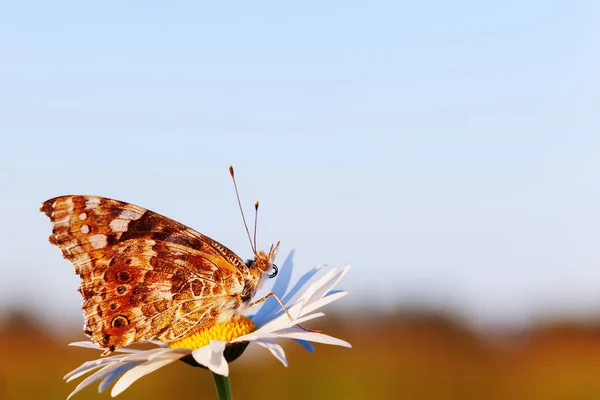 Butterflie on a meadow — Stock Photo, Image