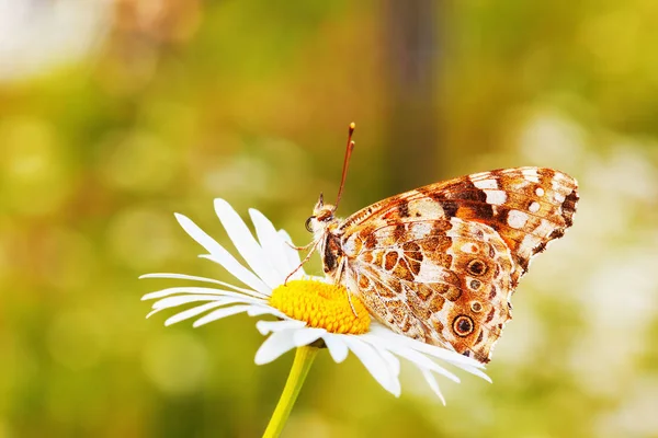 Butterflie on a meadow — Stock Photo, Image