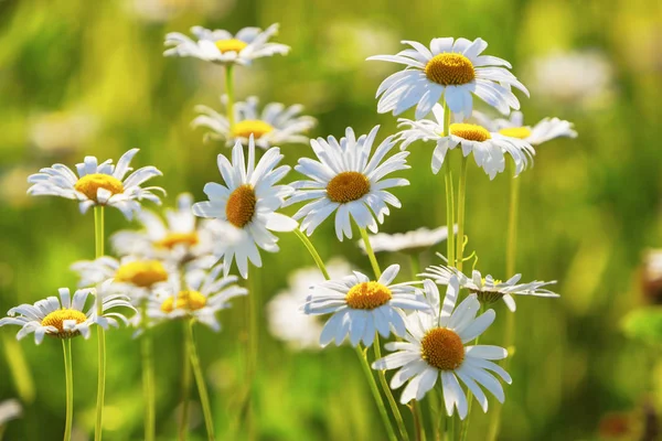 Daisies in a meadow — Stock Photo, Image