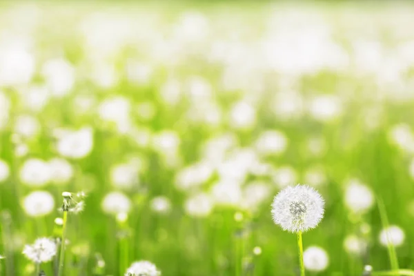Dandelions  in a meadow — Stock Photo, Image