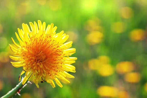 Yellow dandelions  in a meadow — Stock Photo, Image