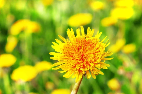 牧草地で黄色のタンポポ — ストック写真