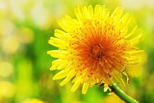 Yellow dandelions  in a meadow — Stock Photo, Image