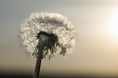 Beyaz karahindiba ve güneşli yaz günbatımı
