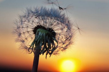 Güneş gökyüzünde beyaz hindiba