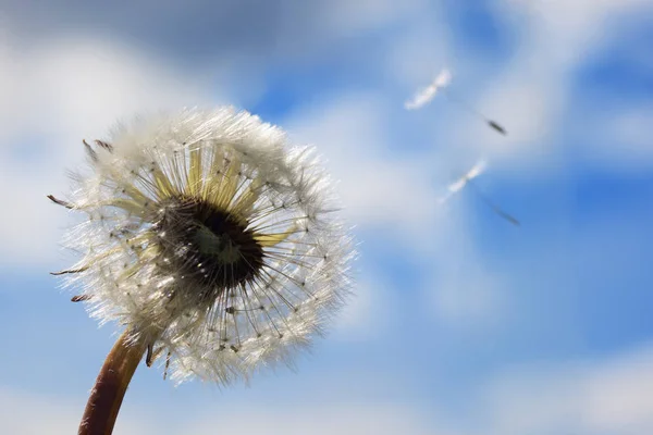 Dandelion białego na niebie — Zdjęcie stockowe