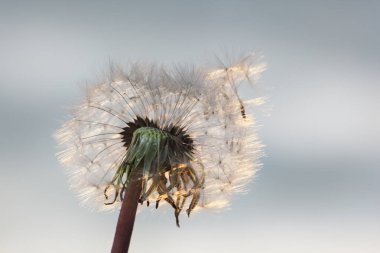 Beyaz karahindiba ve güneşli yaz günbatımı