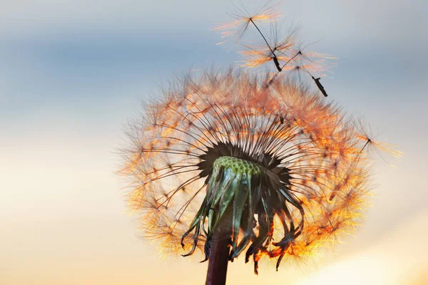 Weißer Löwenzahn am Himmel mit der Sonne — Stockfoto