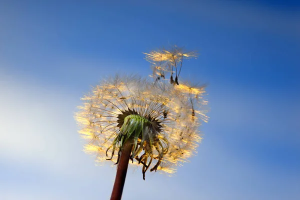 Dandelion białego na niebie — Zdjęcie stockowe