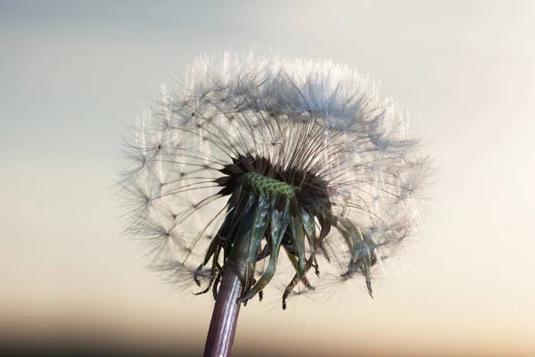 Dente di leone bianco nel cielo con il sole — Foto Stock