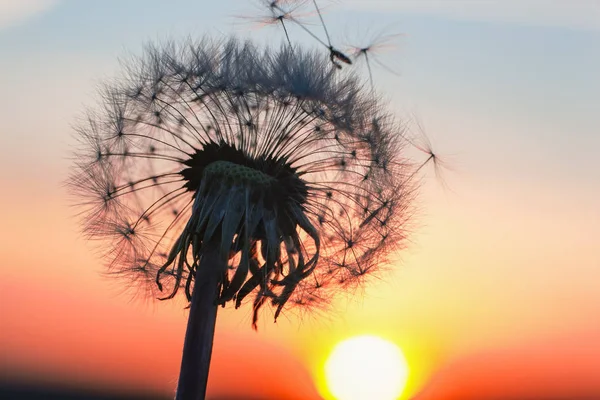 Branco Dandelion no céu com o sol — Fotografia de Stock