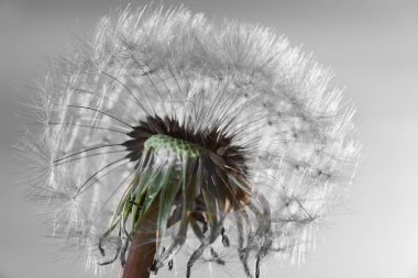 Beyaz dandelions bir çayırda.