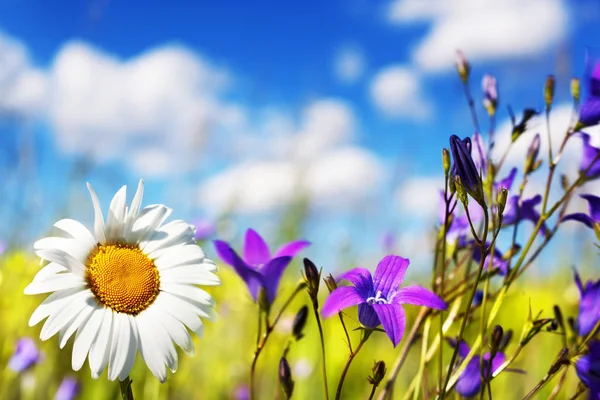 Camomille parmi les fleurs — Photo