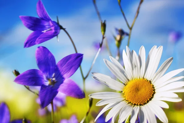 Kamomill bland blommor — Stockfoto