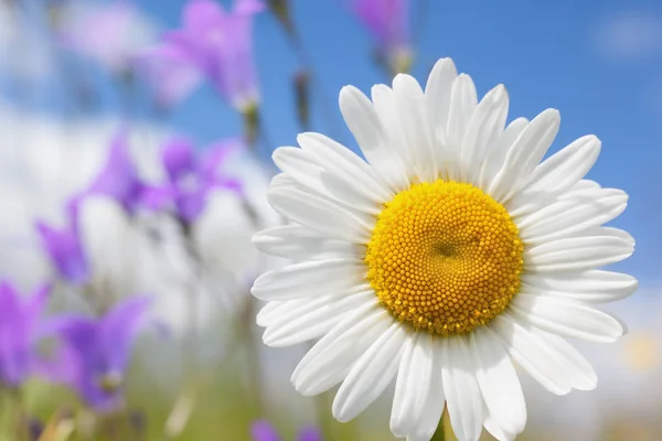 Kamomill bland blommor Royaltyfria Stockbilder