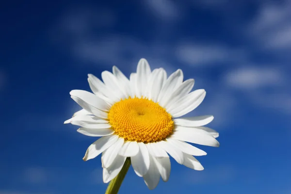 Chamomile against the sky. — Stock Photo, Image