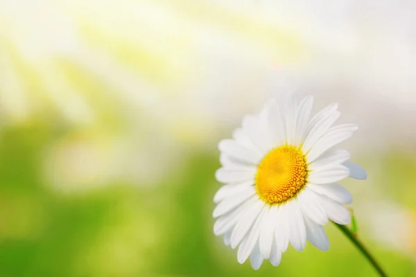 Χαμομήλι, ανάμεσα σε λουλούδια — Φωτογραφία Αρχείου