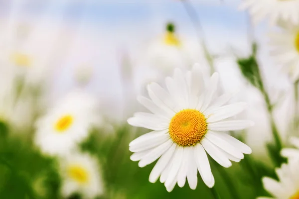 Camomila entre flores — Fotografia de Stock