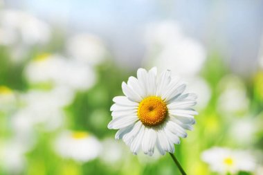 Papatya çiçekler arasında