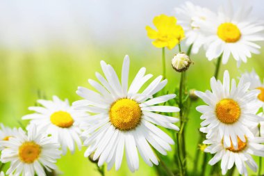 Papatya çiçekler arasında