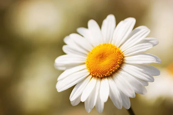 Rumianek, wśród kwiatów — Zdjęcie stockowe