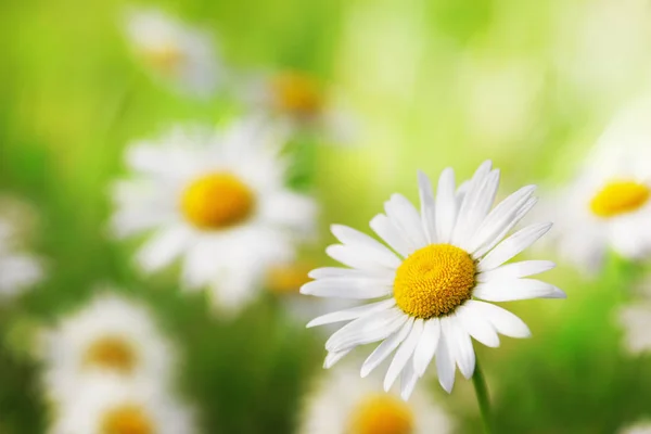 Camomila entre flores — Fotografia de Stock