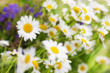 Papatya çiçekler arasında