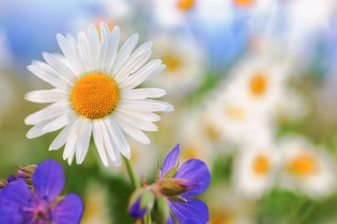 Papatya çiçekler arasında