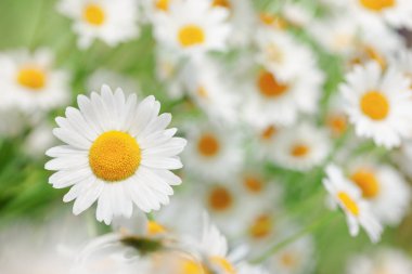 Papatya çiçekler arasında