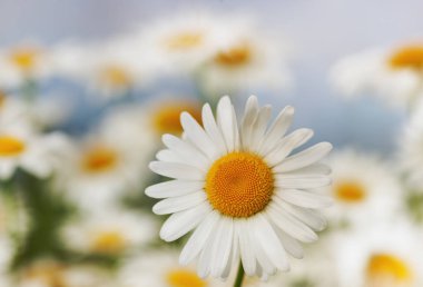 Papatya çiçekler arasında