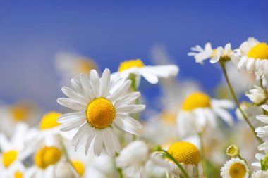 Papatya çiçekler arasında