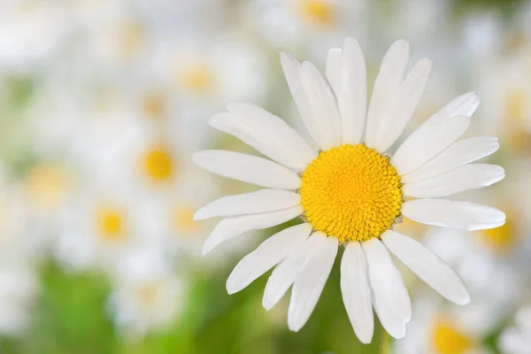 Camomila entre flores — Fotografia de Stock