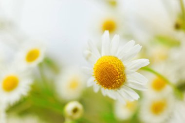 Papatya çiçekler arasında