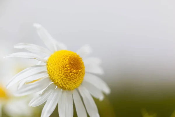 Chamomile against the sky. — Stock Photo, Image