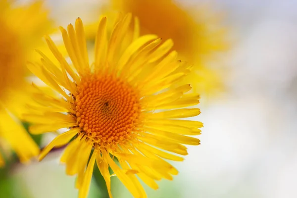 Manzanilla amarilla entre flores — Foto de Stock