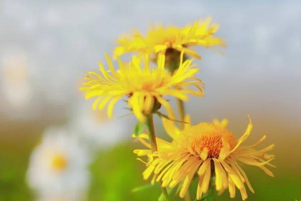 Camomila amarela entre flores — Fotografia de Stock