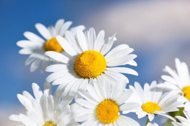 Gökyüzüne karşı papatya.